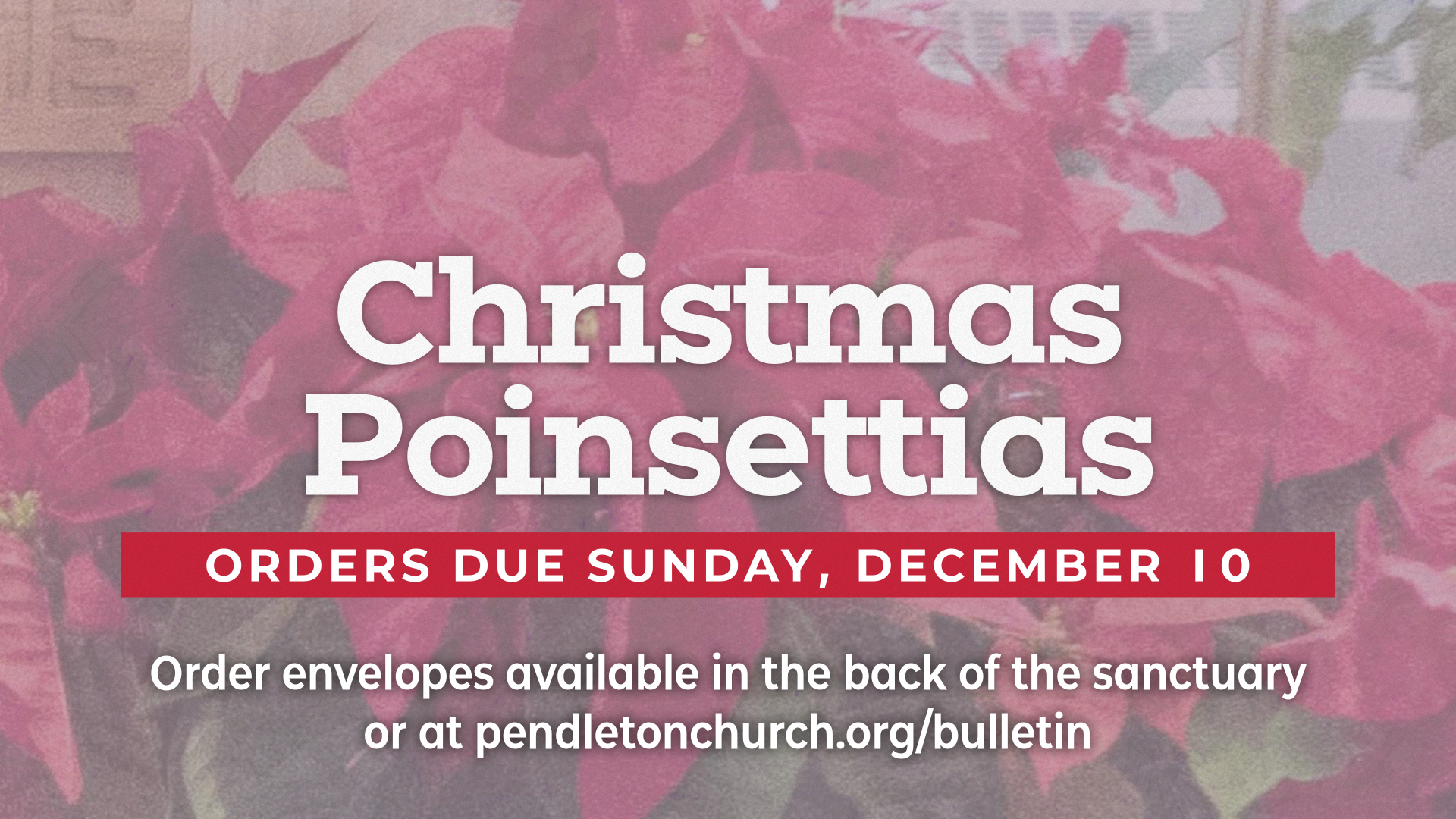 Christmas Poinsettias 2023 - Due 12-10.png (Copy)