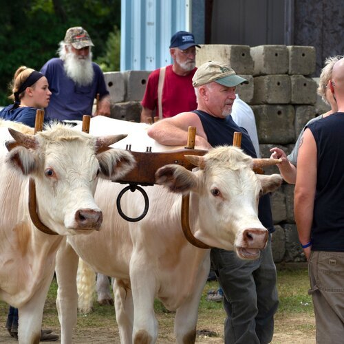 Livestock Pulling