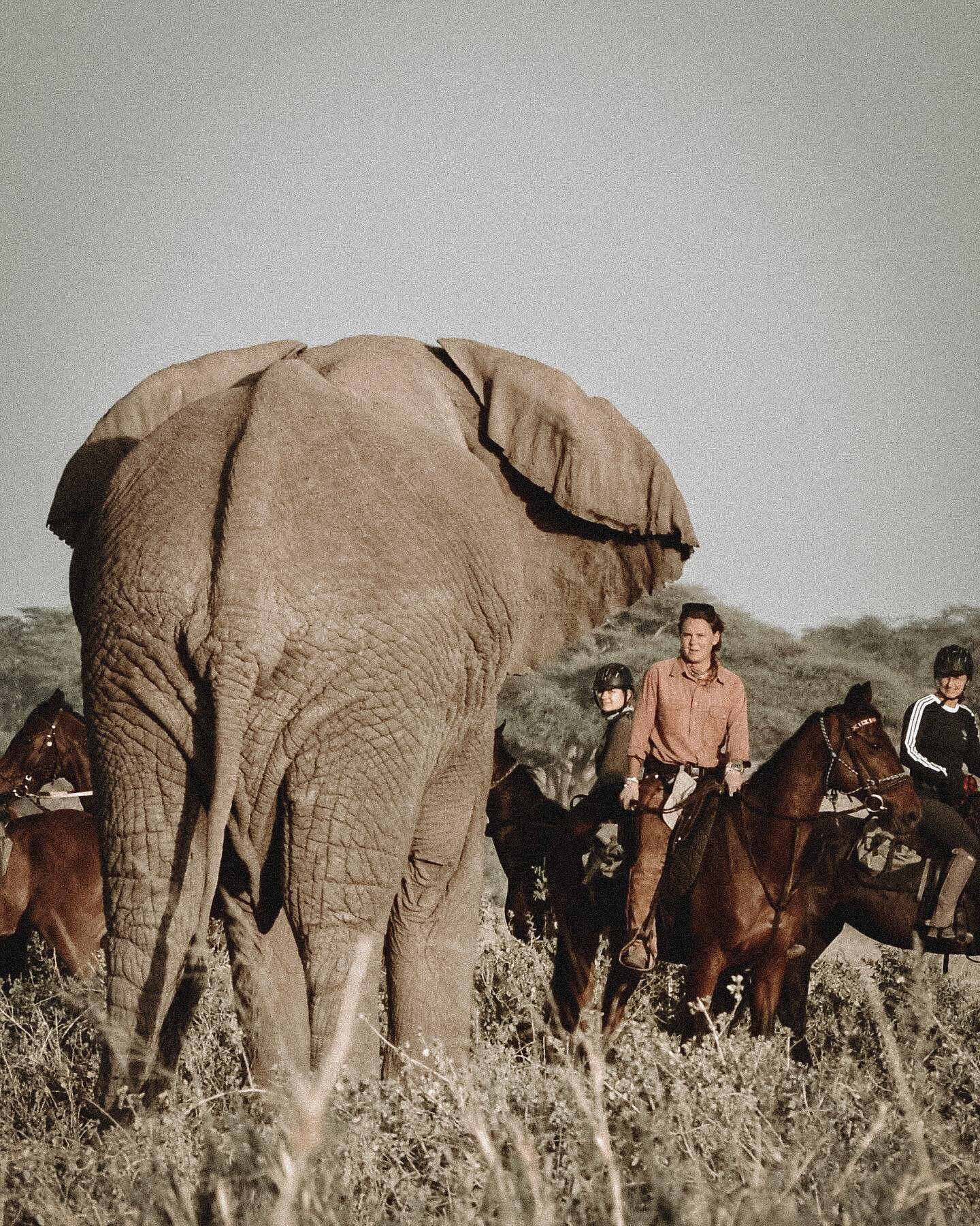 Kilomanjaro Elephant Safari 🐘

The Kilimanjaro Elephant safari will have you doing just that! Get your khakis ready because this 8 night safari will have you riding ever closer to the infamous mountain, spending one night at a very comfortable safar