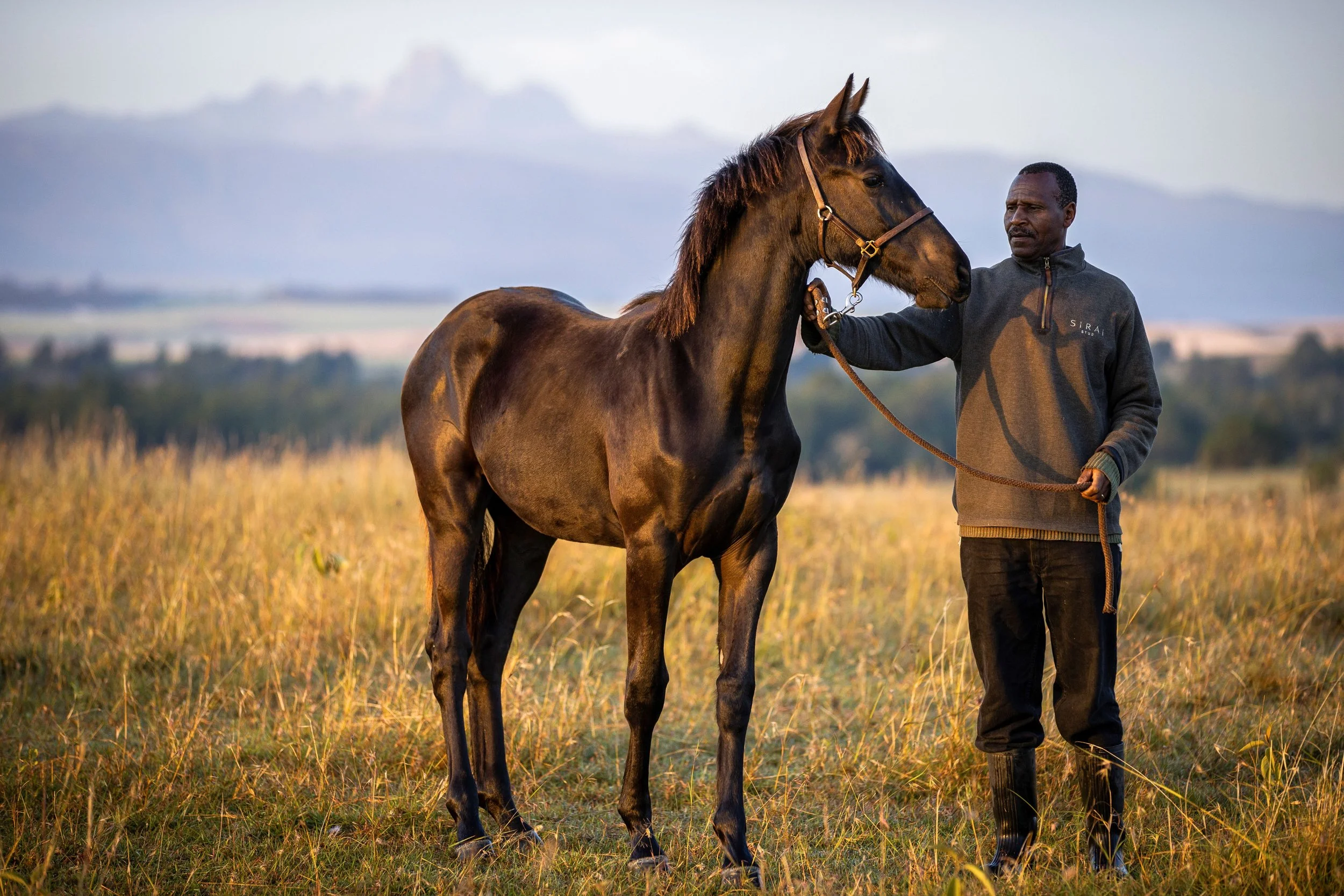 37-Stud Horses.jpg