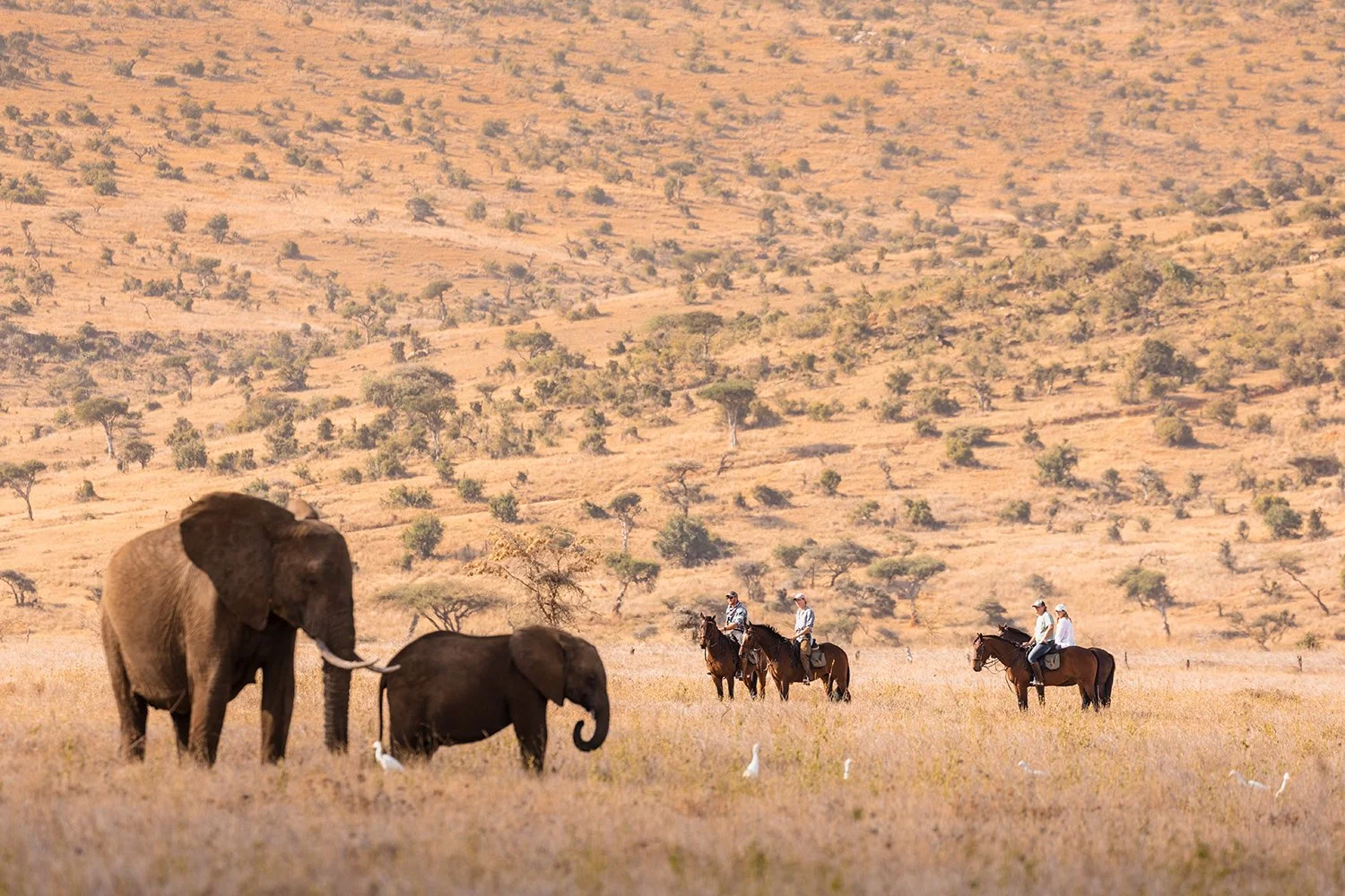 Horses and elephant 3.jpg