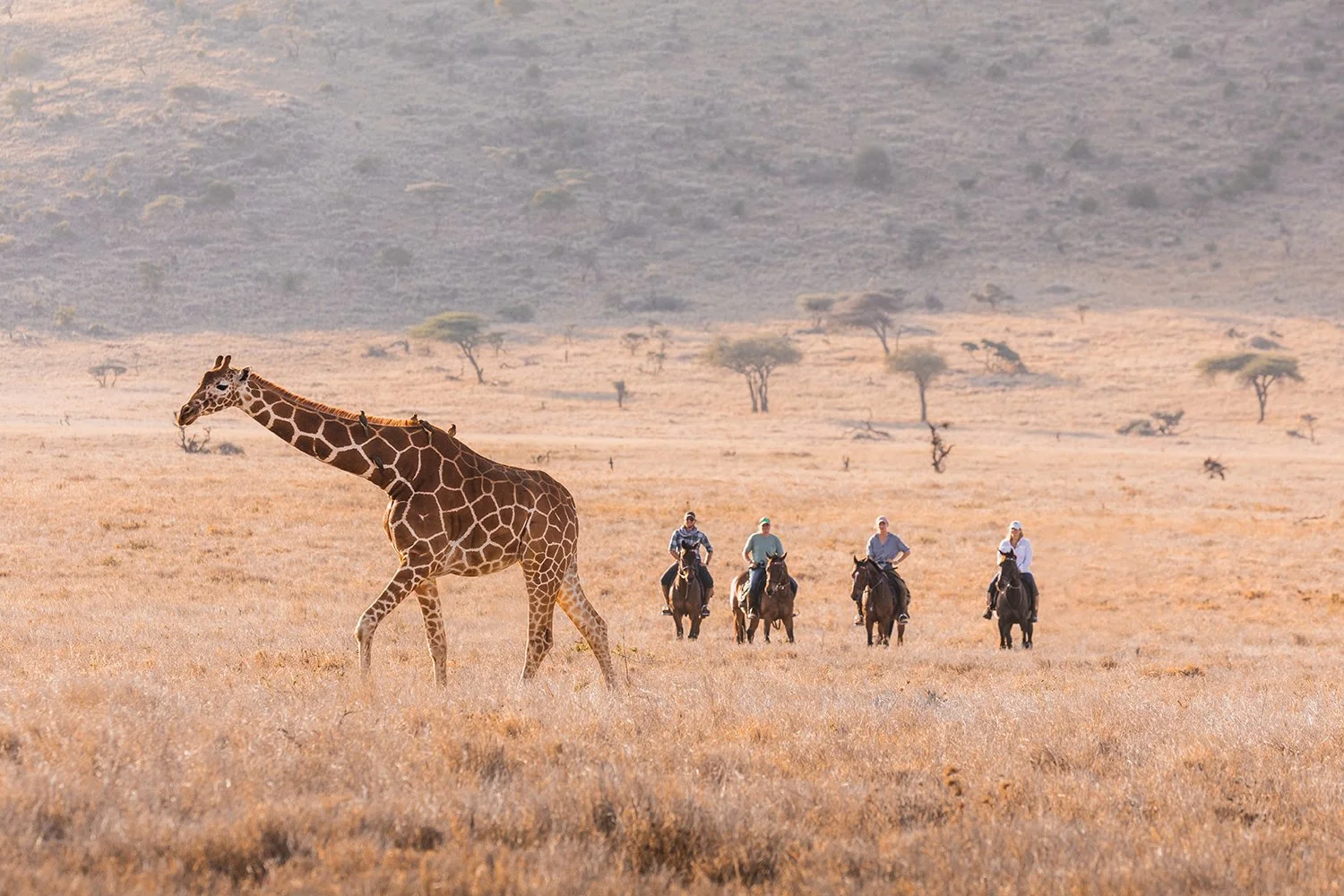 Horses and giraffe 2.jpg