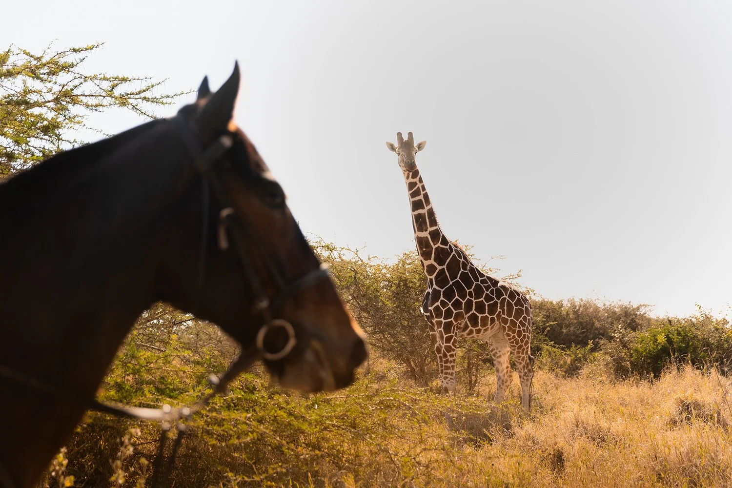 Horses and giraffe 3.jpg