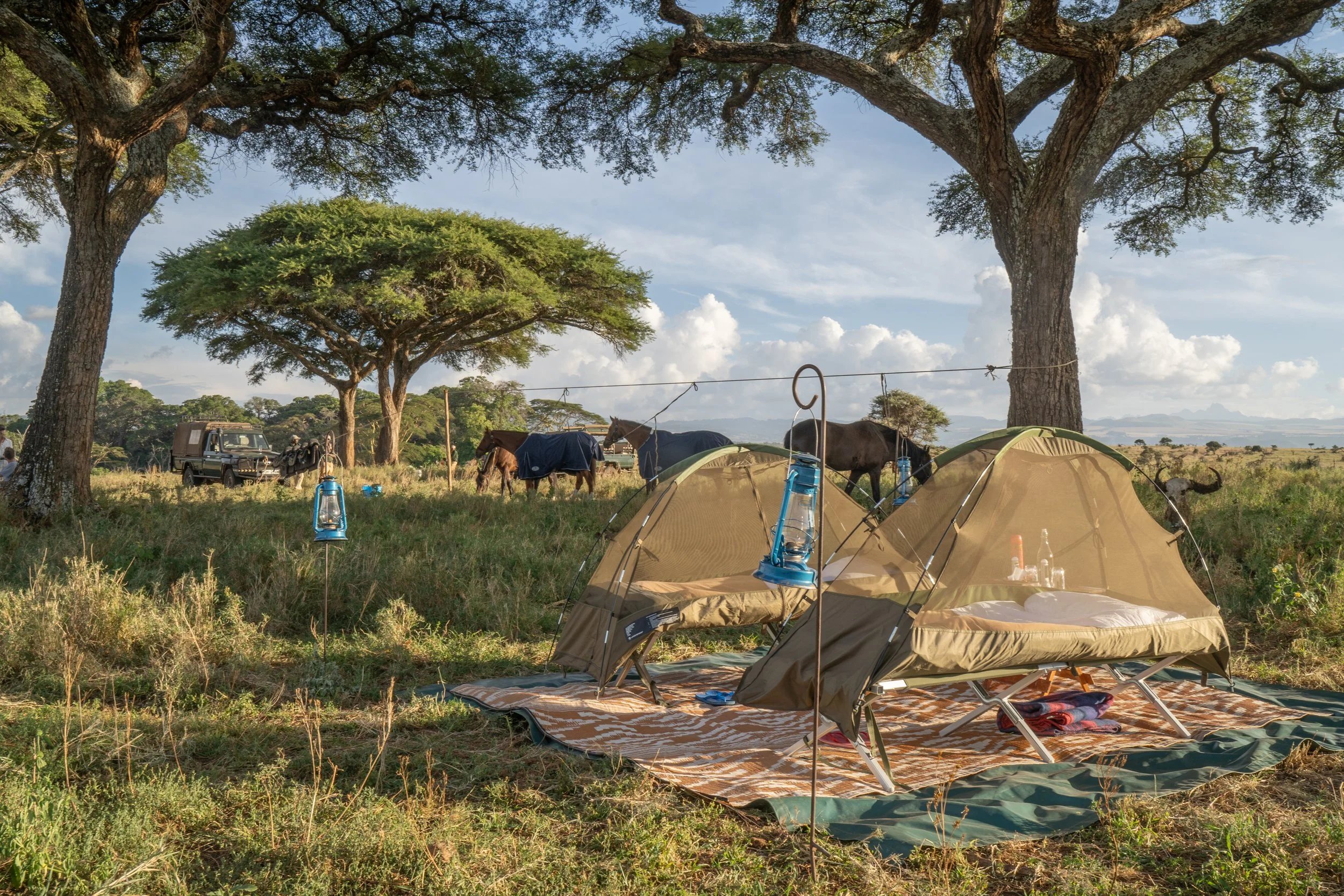 Horses at Fly Camp 4.jpg