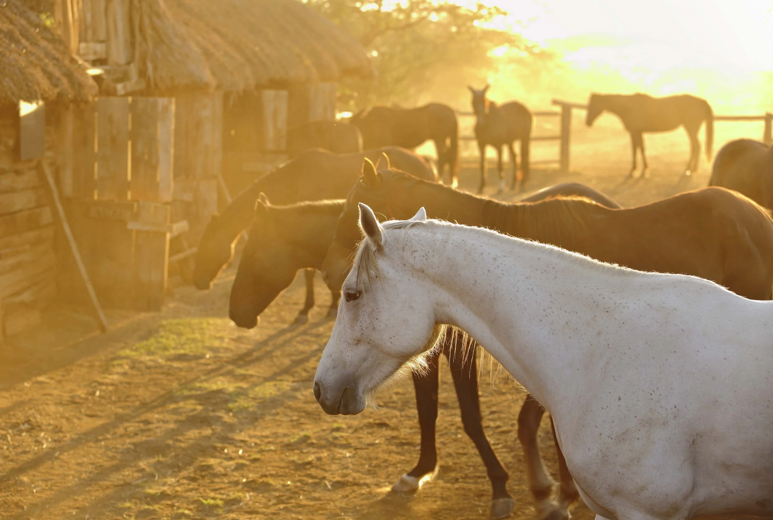 Horses in the stables 1.jpg