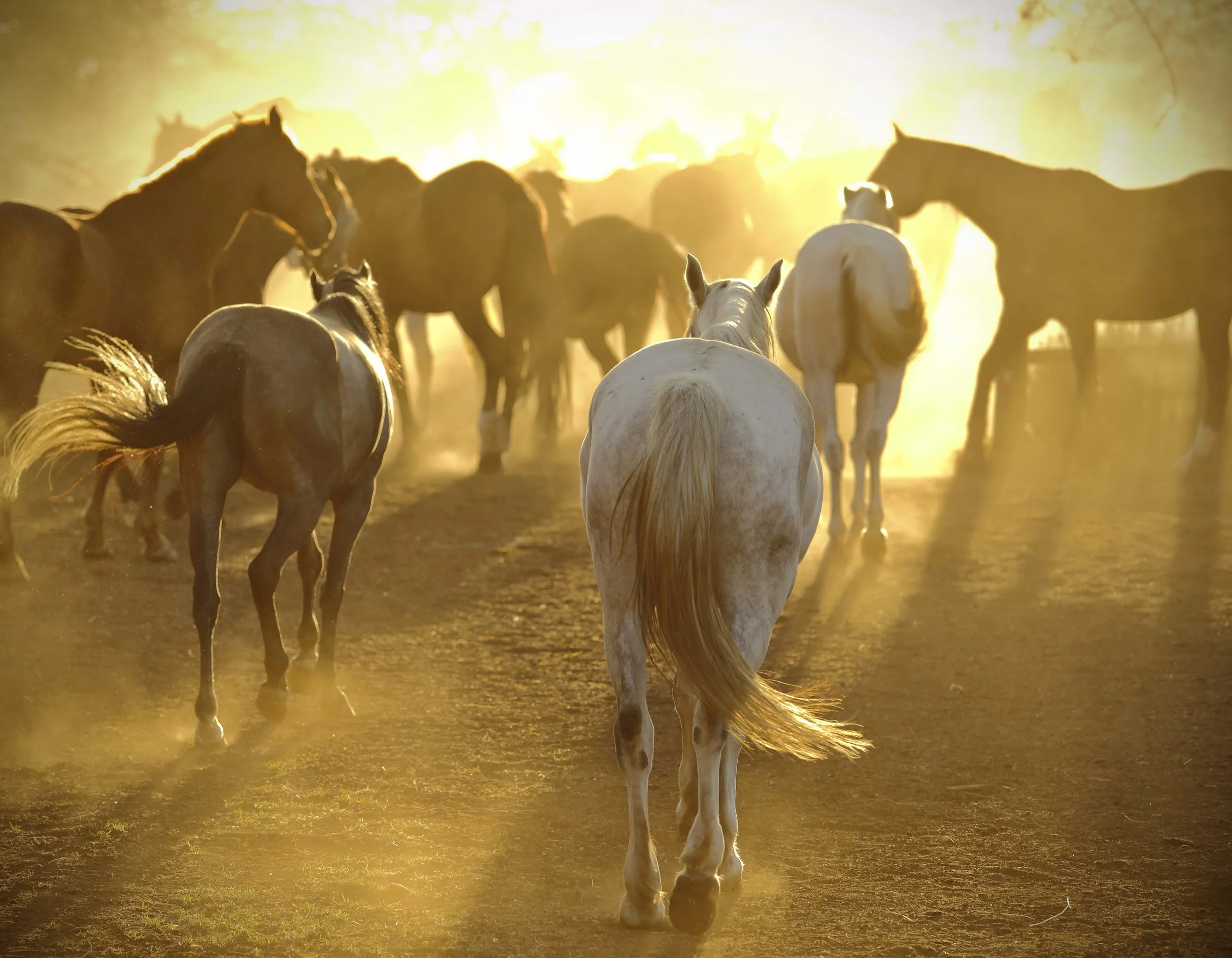 Horses in the stables 2.jpg