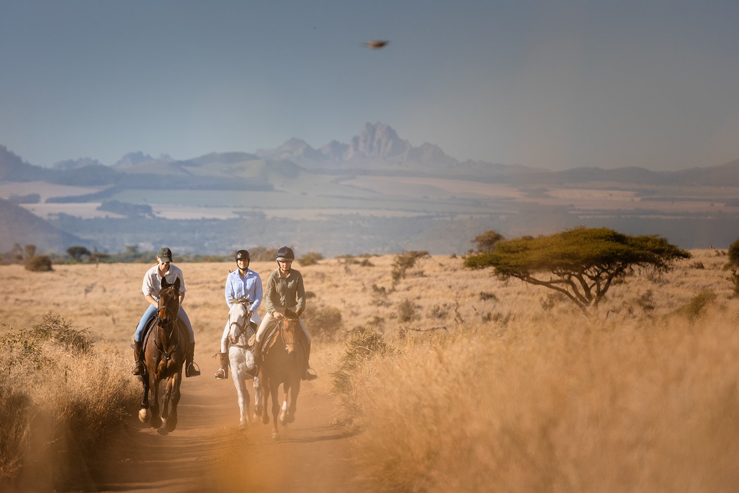 Horses with Mt Kenya 3.jpg