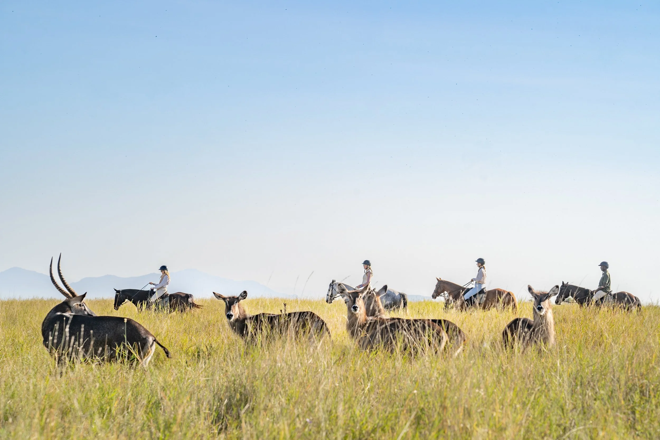 Horses with waterbuck 1.jpg