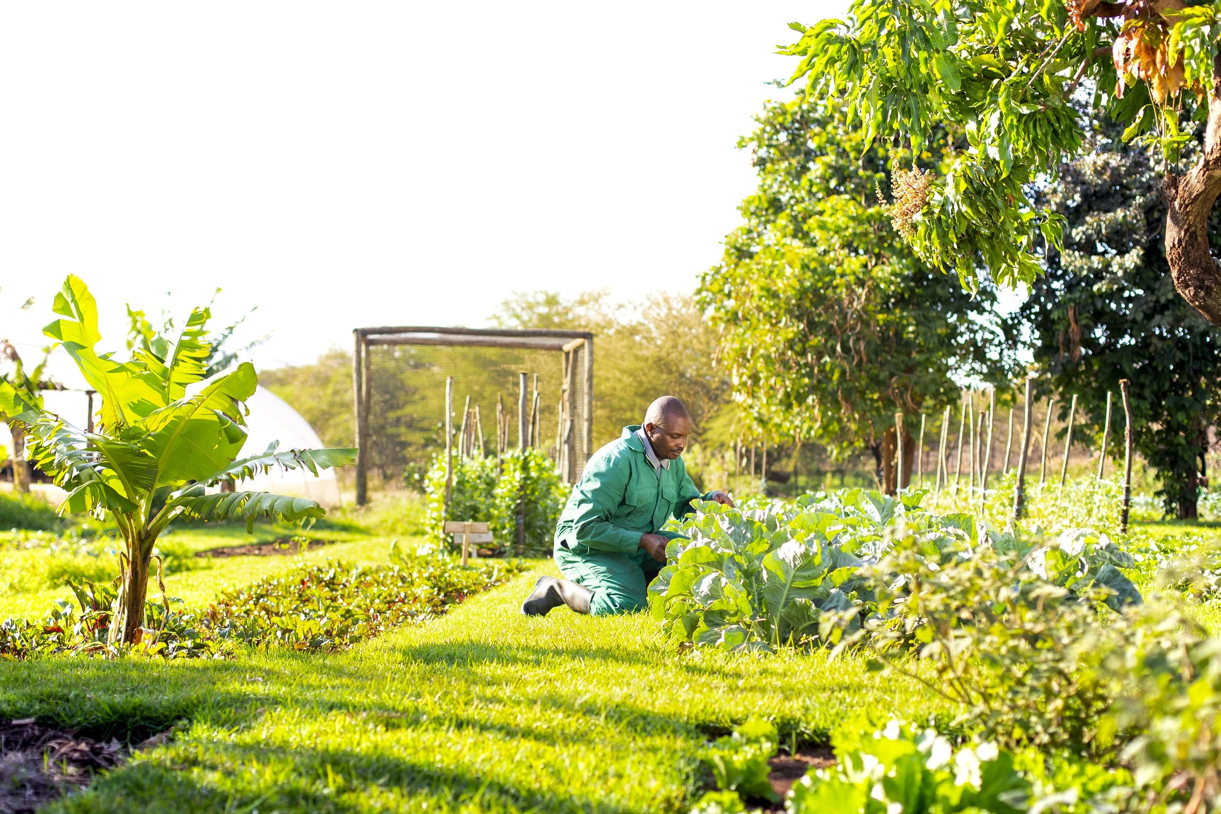 Vegetable garden 1.jpg