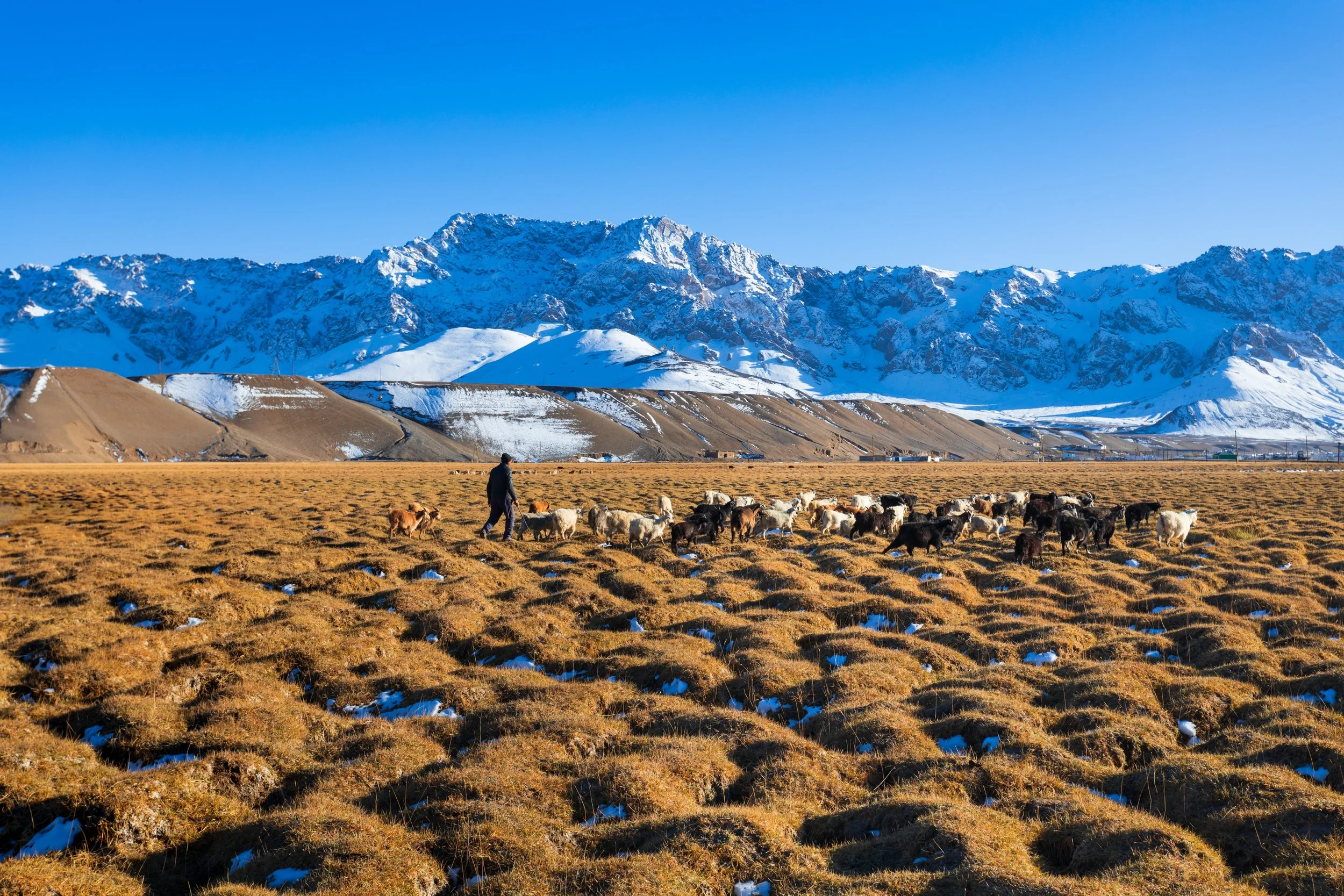 Tajik_2533818787.jpg