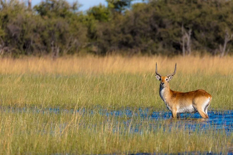 AHBS Macatoo 5 Lechwe.jpg