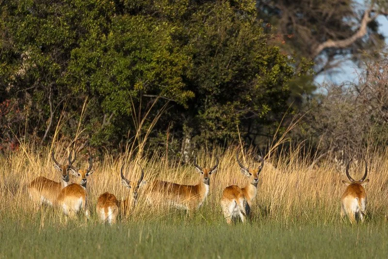 AHBS Macatoo 6 Lechwe.jpg
