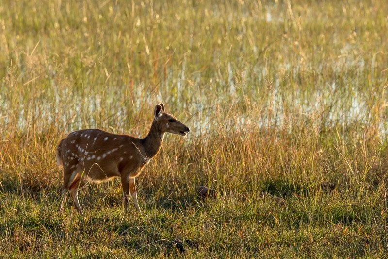 AHBS Macatoo 56 Bushbuck.jpg
