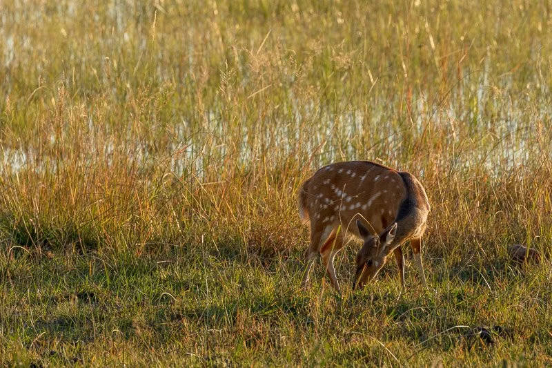 AHBS Macatoo 57 Bushbuck.jpg