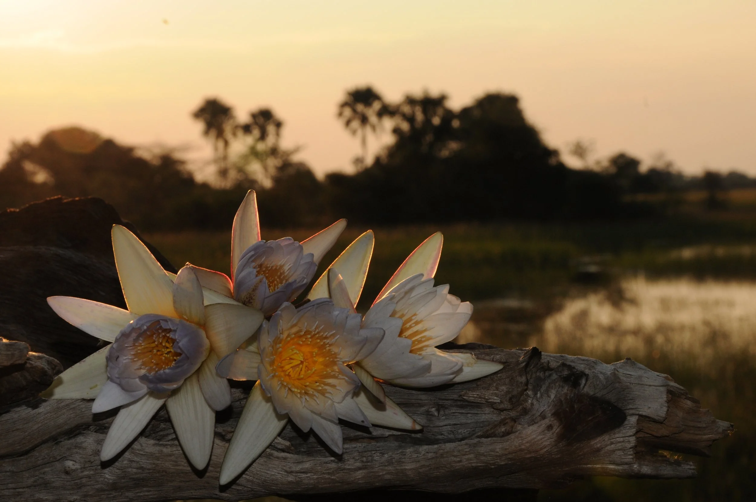 AHBS Waterlily.JPG