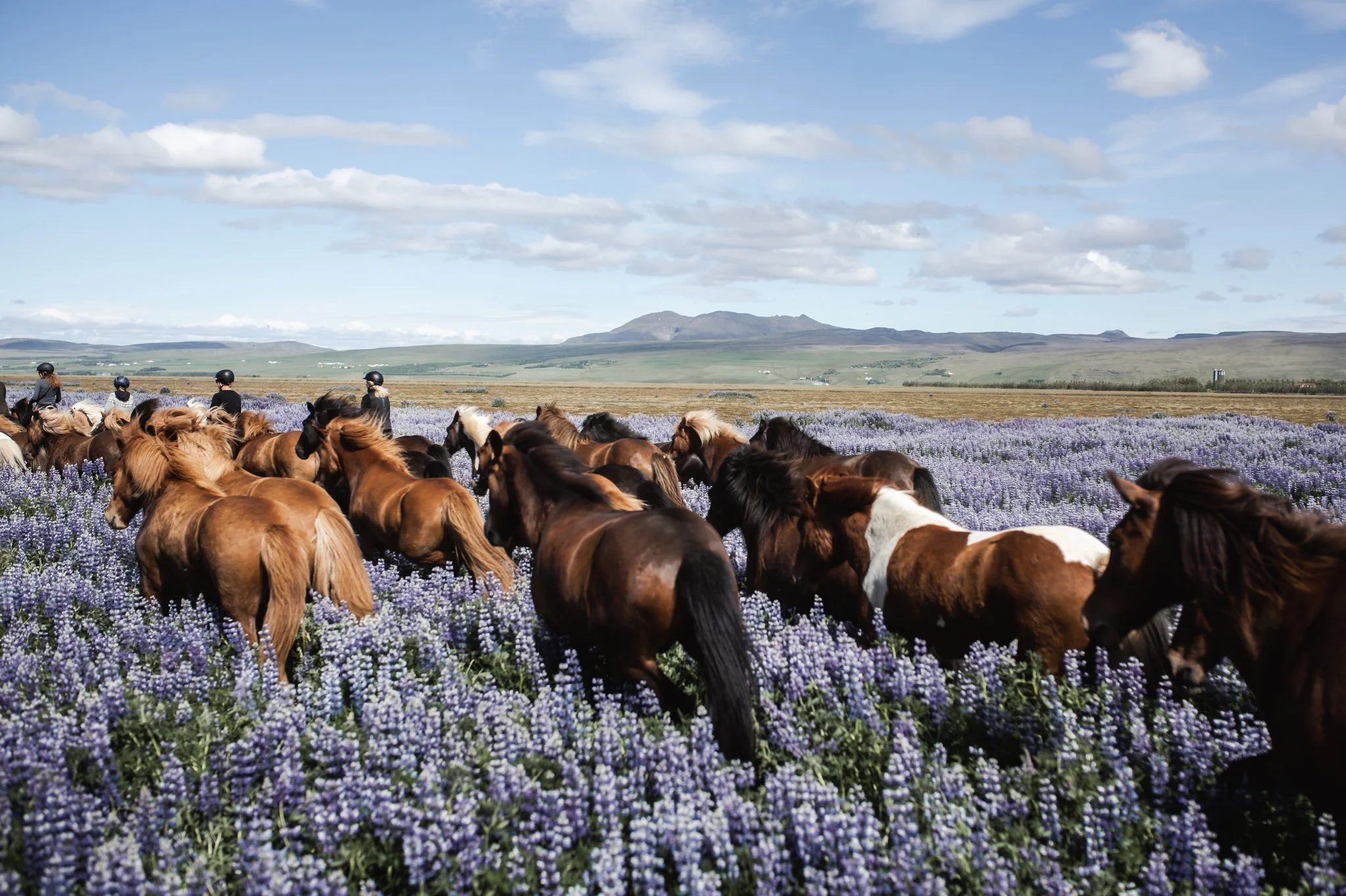 Lupine ride iceland.jpg