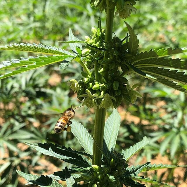 Cannabis and bees.  This is from our open pollination autoflower seed garden.  Hemp can provide summer food for bees when forging is scare.  Also what a good super food for honey bees. We are also looking into adding Chaga and Reishi when we feed our