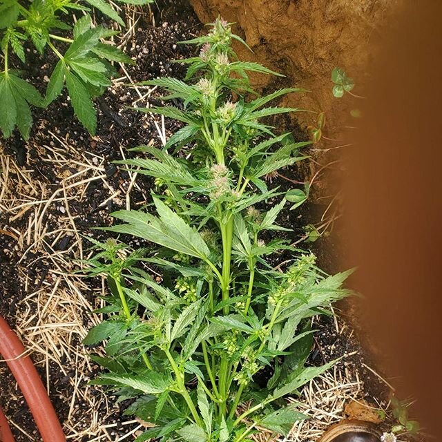One of the benefits of growing from seed vrs clone is the strength and vigor that seeds have, one of the draw backs is males and you have to watch for herms (which can happen in clones too). This photo is from my little brother he just found a herm i