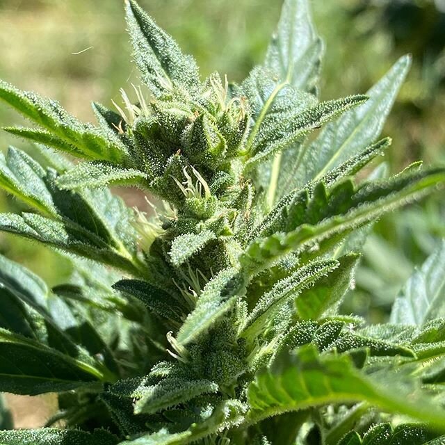 Fully seeded Citrus Queen autoflower, the terps coming off these girls are fantastic 🍋🍊🍓🌲#autoflower #sungrown #craftcannabis #autoflowercommunity #seedsfordays #autoflowering #cannabisculture #autofloweringseeds #cannabiscommunity #knowyourfarme