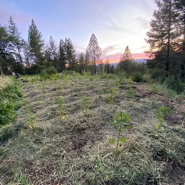 Happy solstice🙏💚🌞🥳Well spring planting is rolling right into summer planting, we have been plugging in our seed production plants. This little Nursey plot is home to a few drought resistant plants: some sages and coyote mint.  We have been planti