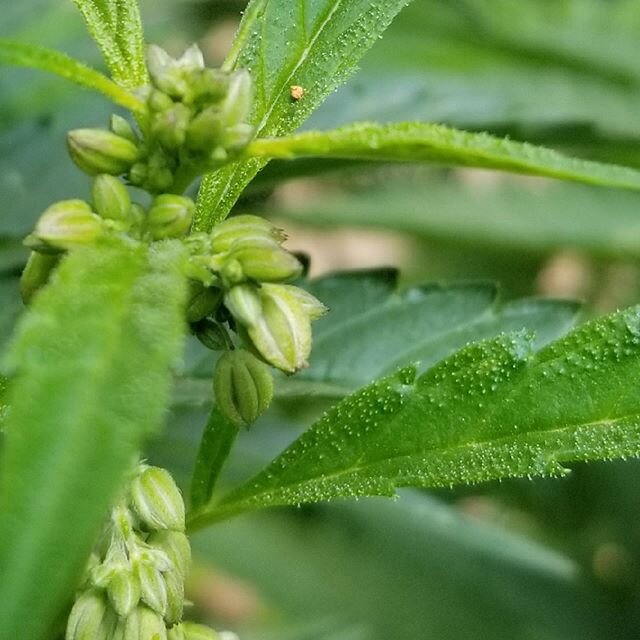 Happy Father's Day 🙏🧙&zwj;♂️🐻🐣I would say that being a father has brought a deeper shade of love to my life than I would have ever thought was possible.  #fathersday #dad #dadlife #farmlife #malecannabis #familyfarm #thirdgeneration #ganjafarmer 