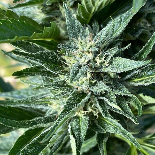 Lion claw autoflower starting to chunk up, the terps coming off these ladies are loud! Really stoney stuff in about 100 days from sprouting.  These are some great genetics  and we are working on other autos in our nursery as we speak.  #summervibes #
