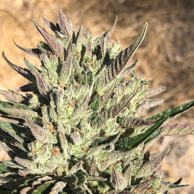 These are from our fall harvest of lion claw autoflower, we did a direct sow on July 14th and harvested the 1st ones oct 11, we also hit 24.9 total cannabinoids mostly thc. I think for a fall run (in our climate) I would start them even later, end of