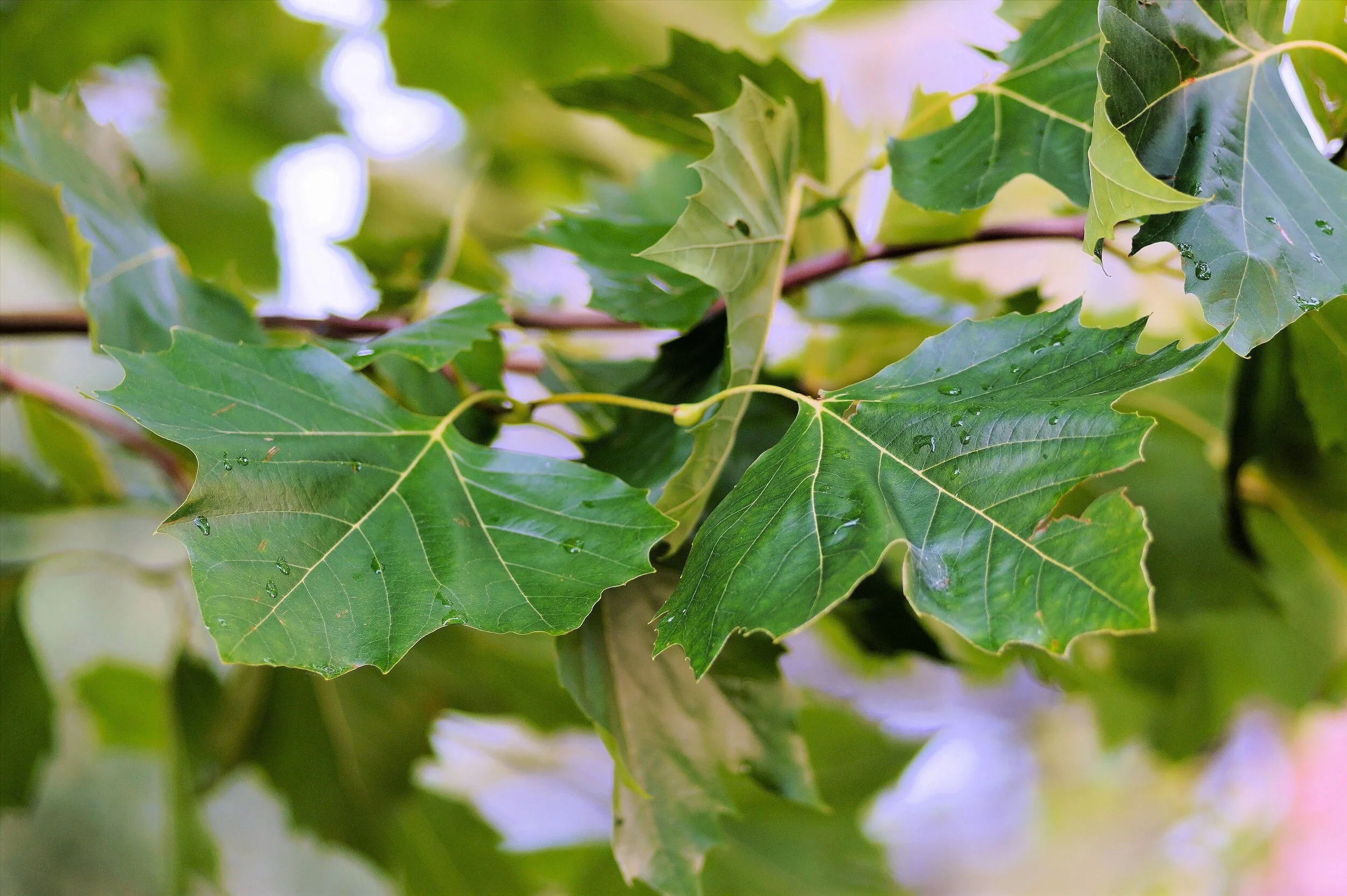 Green Leaves.jpg