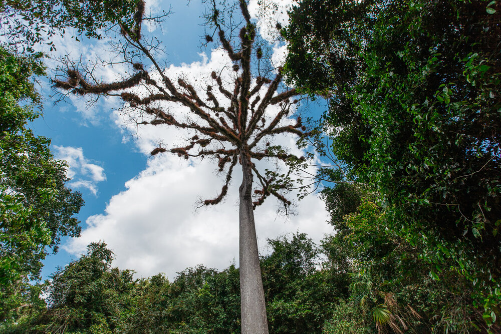  The Ceiba tree, otherwise known as the Kapok, is Guatemala's national tree. I now see where Dr. Seuss got his inspiration. 
