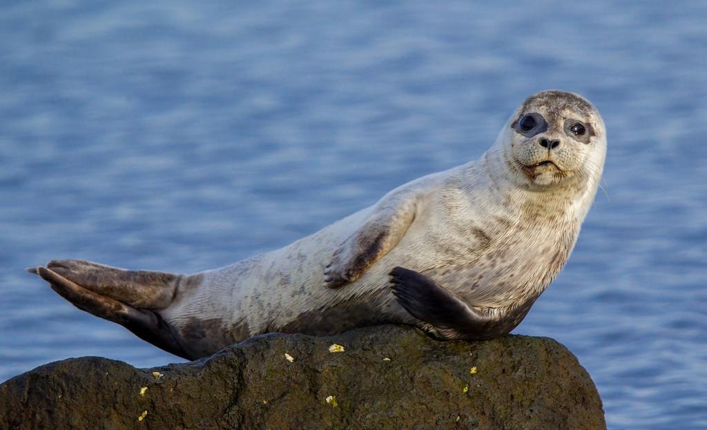 seal.jpeg