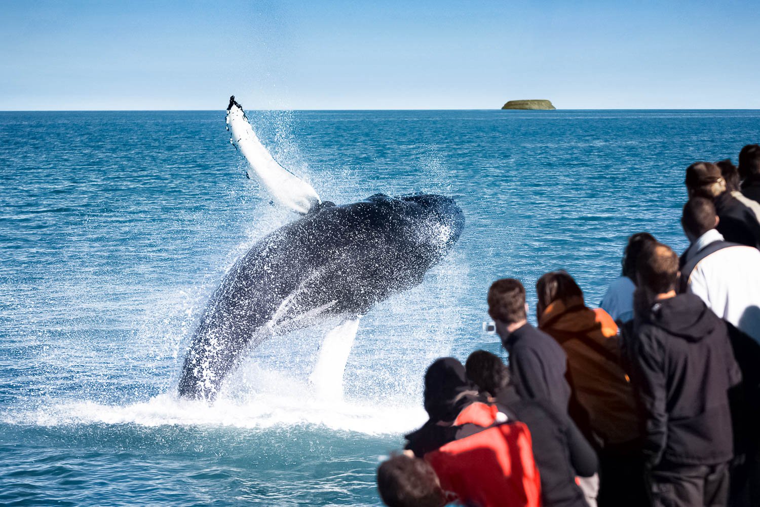 whale.jpeg