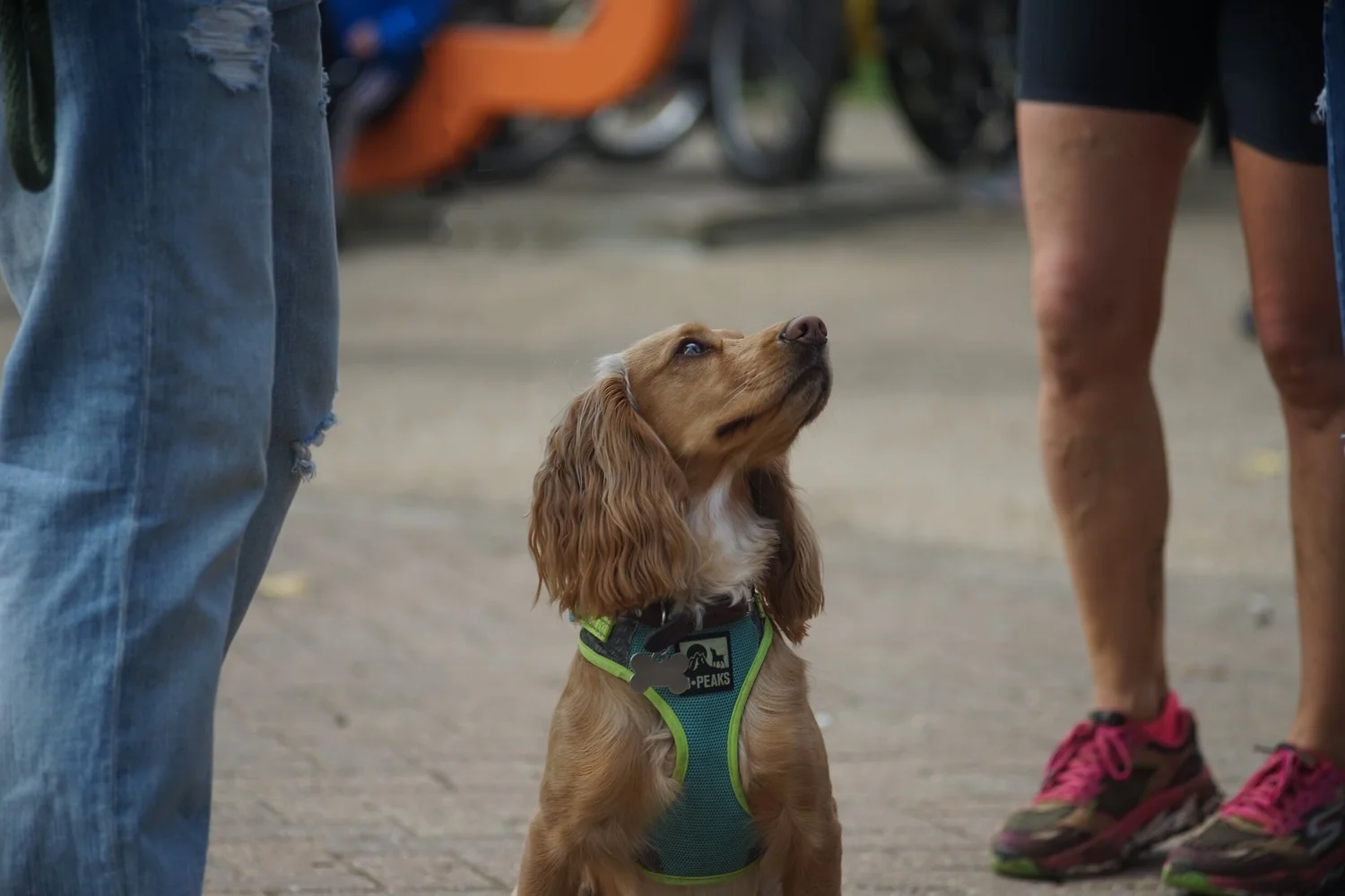 In-home dog training on a Somerville street
