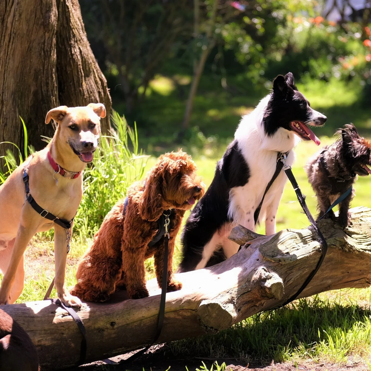 Adult obedience training in Somerville