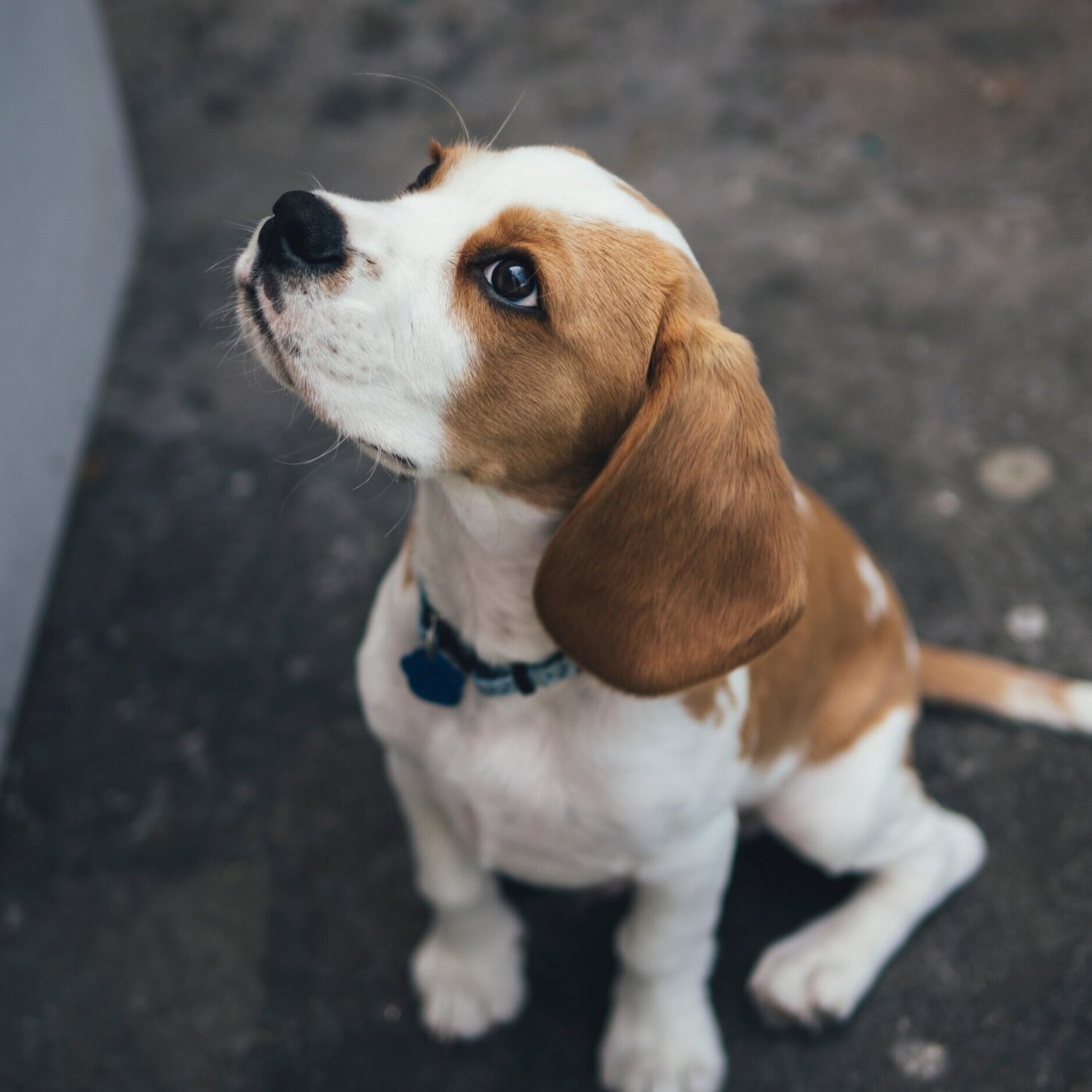 Puppy training in Somerville