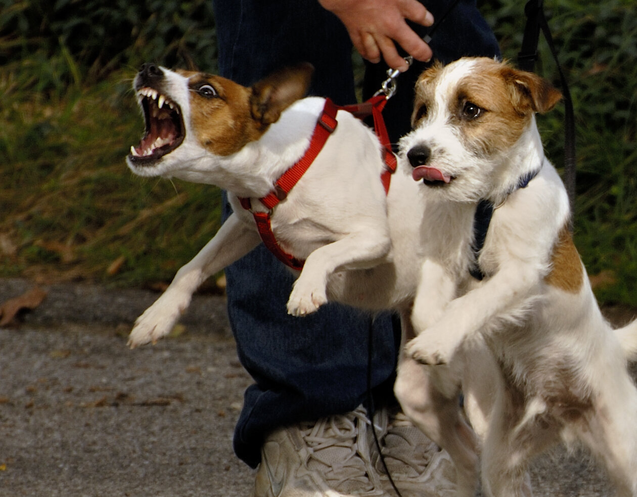 Behavior modification training in Somerville