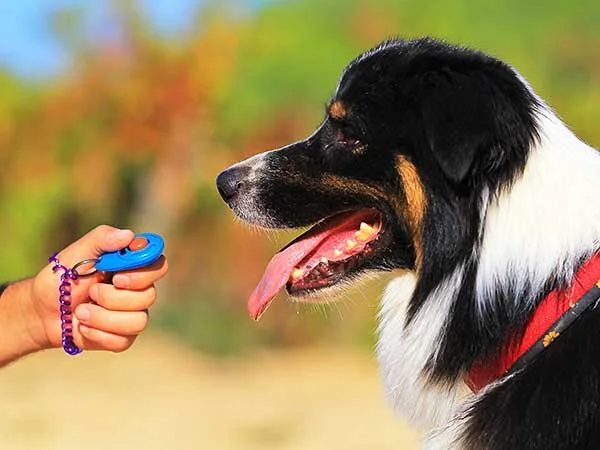 The Importance of Clicker Training