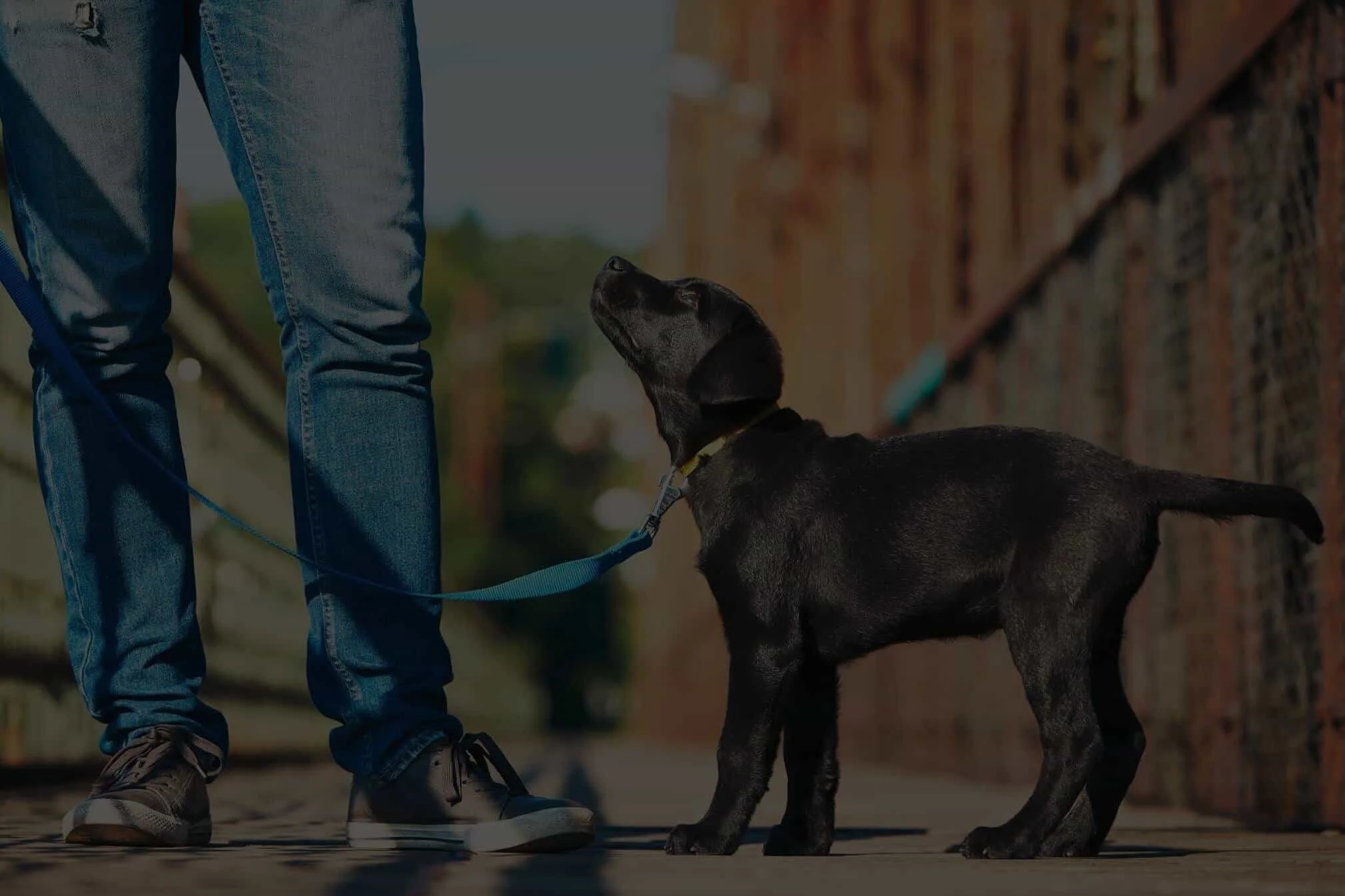 Trainer walking a dog on a Cambridge sidewalk.jpg