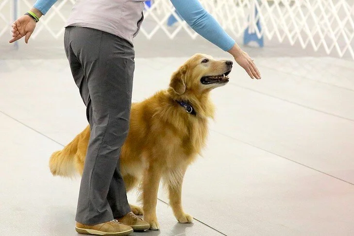 Happy dog after in-home training in Watertown