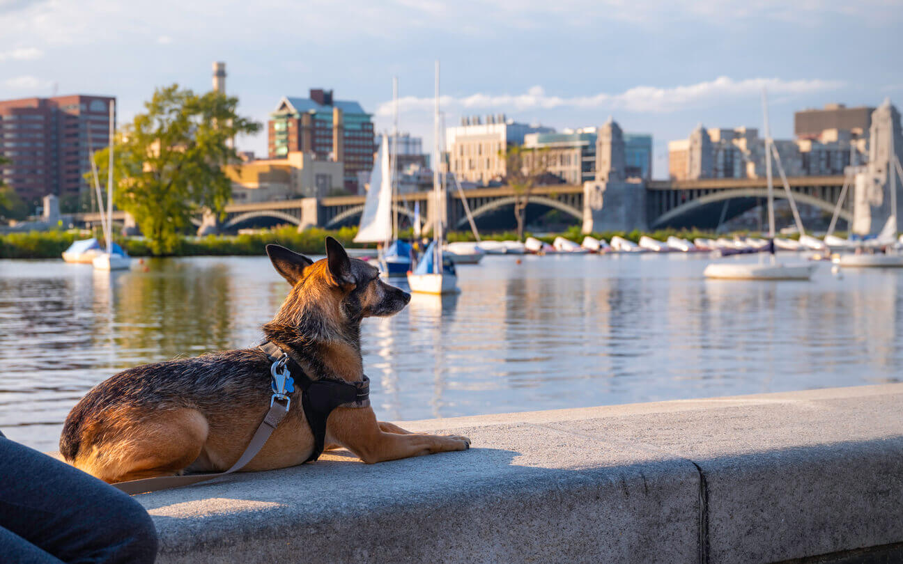 Dog Ownership in the Boston Area