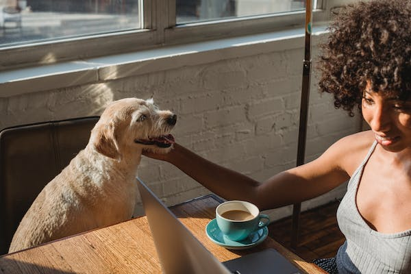 Your Pet Can Be a Digital Nomad Too