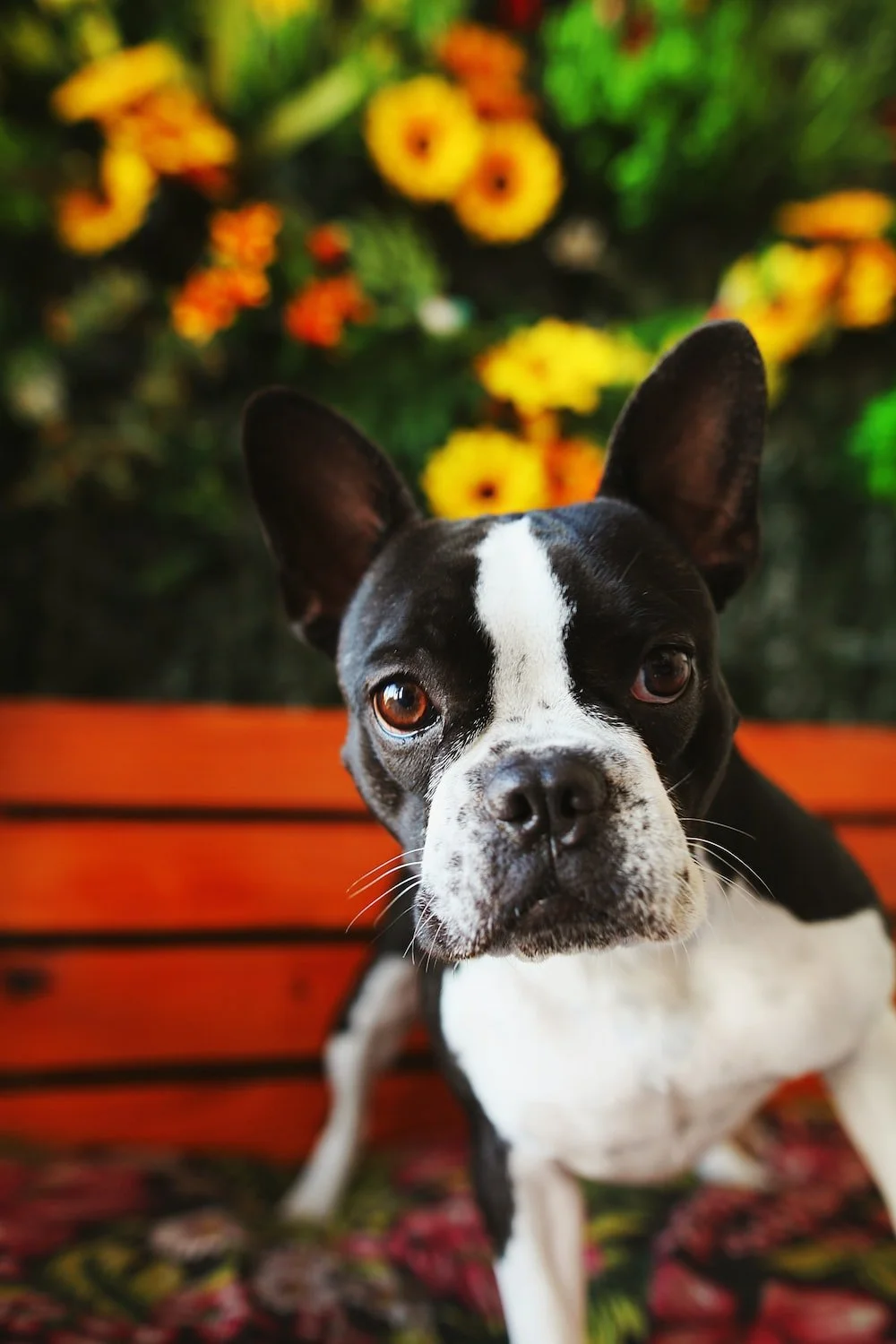 Best Dog Breeds for City Living: A Guide for Boston Dwellers