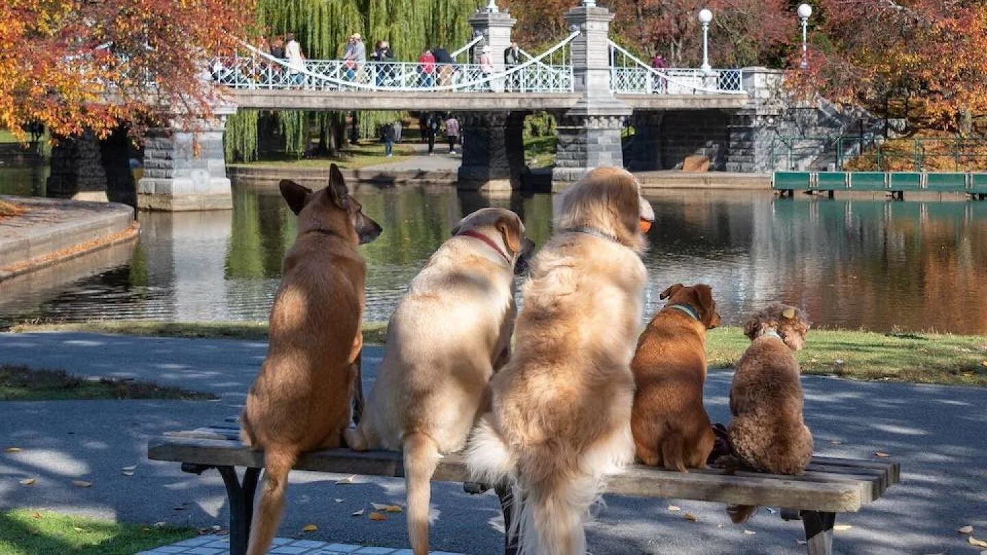 The Boston Dog: How to Raise a Well-Trained Pup in the Hub