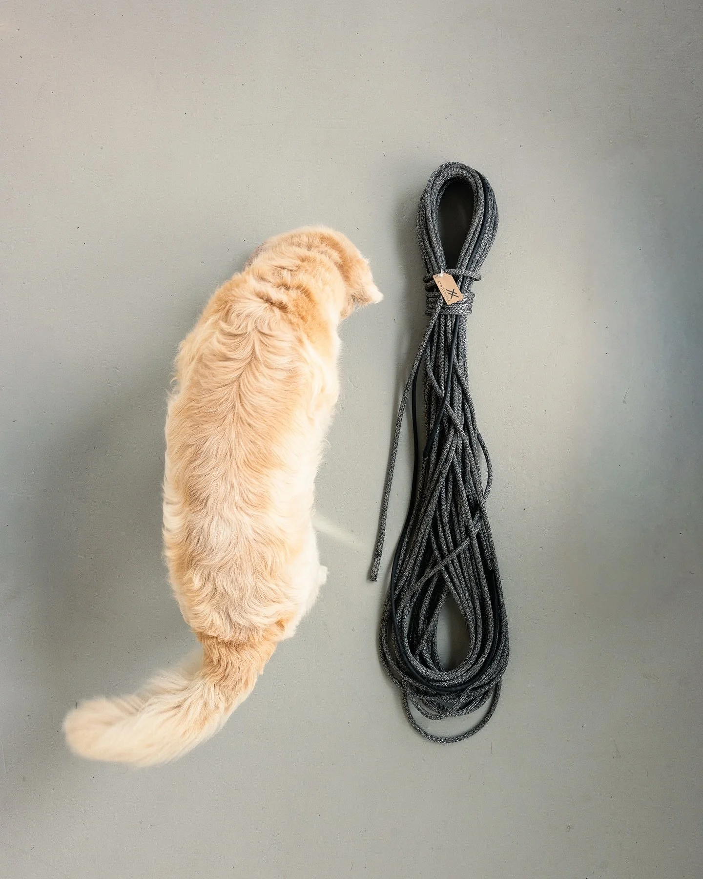 Gunboat 2:1 Main Halyard. Jerry for scale.