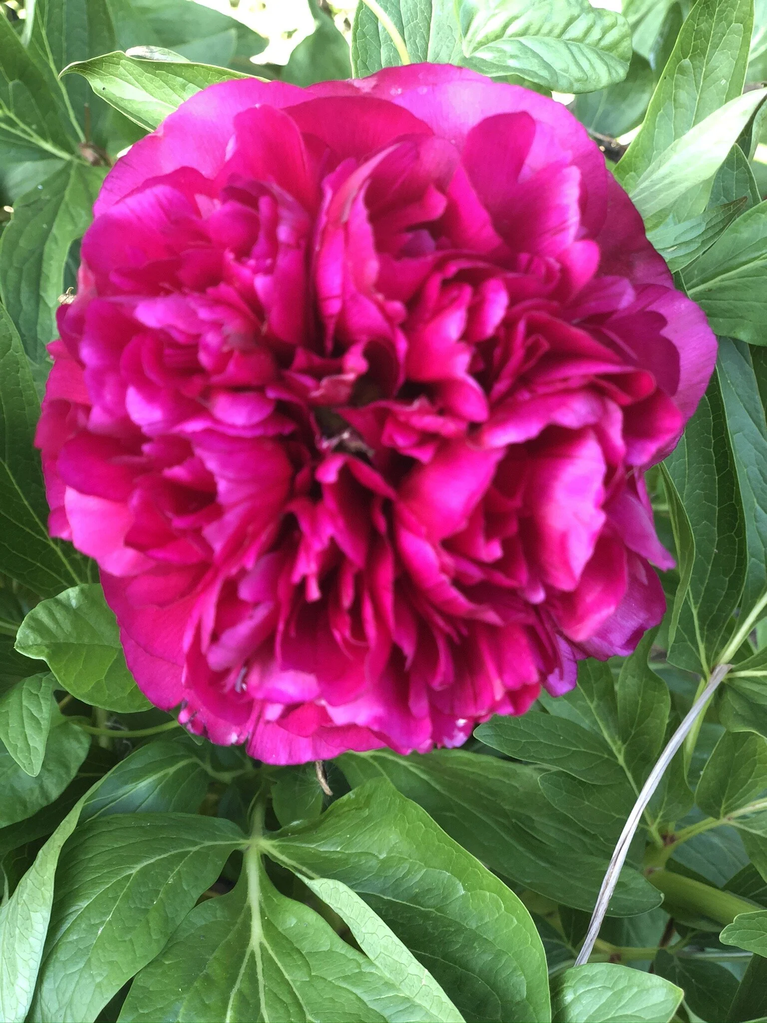 Peony 