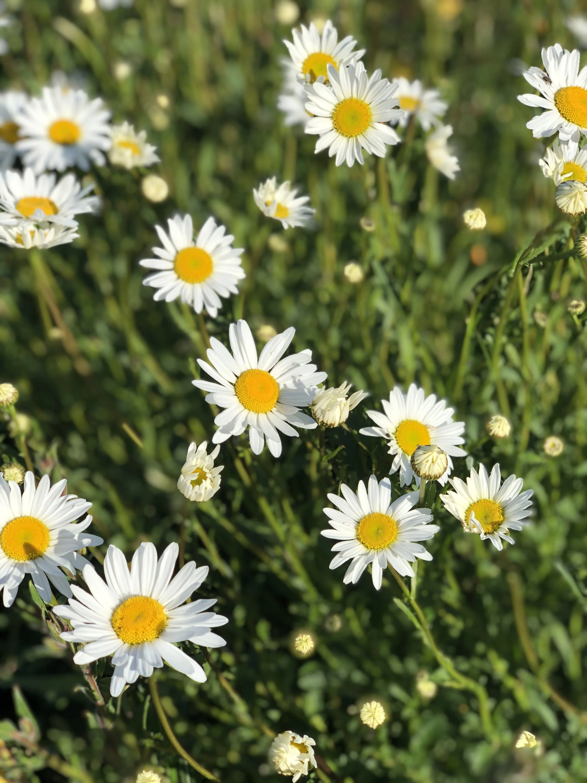 Happy to see the flowers back