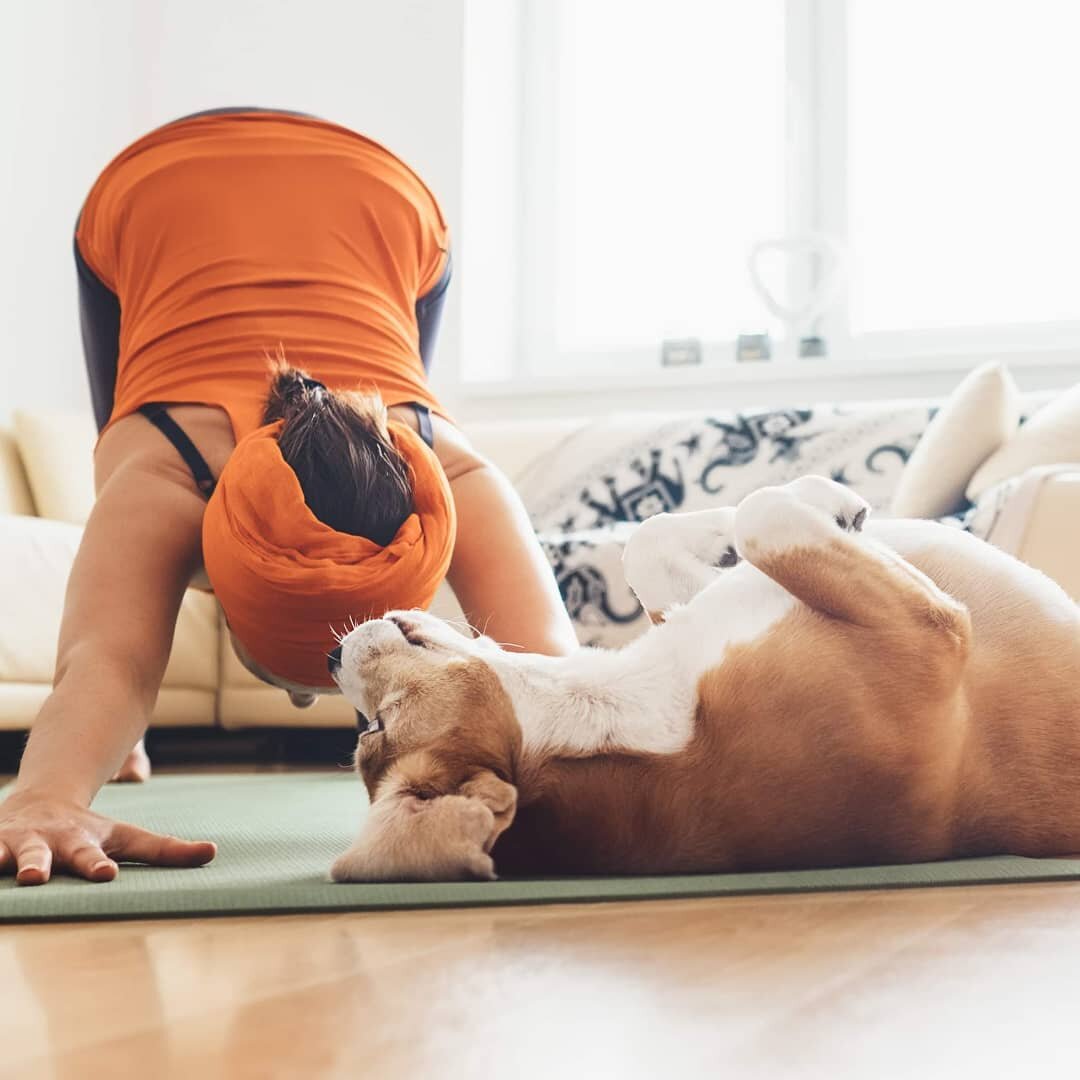 Did you know that in the United States, 56% of dogs and 60 % of cats are overweight or obese?

So here are a few guidelines to help you keep your pets from gaining weight.

1. Calculate Calories
2. Measure Meals
3. Tactical Treating
4. Vital Veggies
