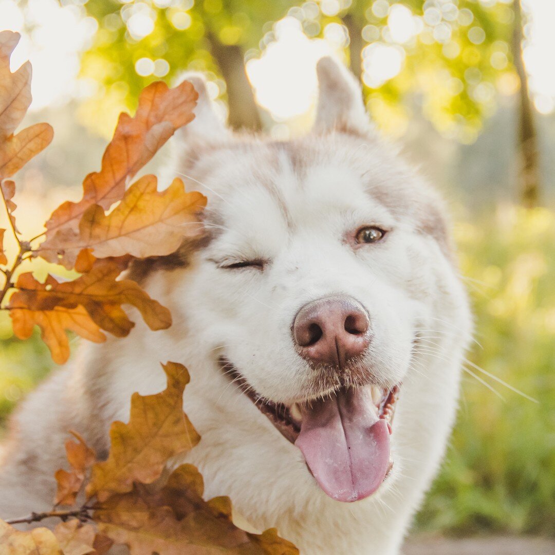 Oh my gourd, look at these leaves!

Follow @arcapetlove for daily dose of p-awwww and laughs
:
:
:
:
:
#alaskanmalamute #malamute #husky #huskymix #huskies #huskyworld #huskylovers #malamutelife #siberianhuskies #husky #huskyphotography #huskygram #h