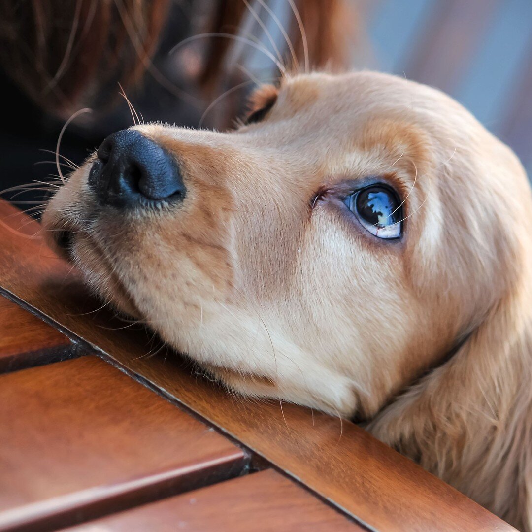 hey hooman! Is summer never coming back again?

Follow @arcapetlove for daily dose of p-awwww and laughs
:
:
:
:
:
#cockerspaniels #cockerspaniellove #cockerspaniel_feature #goldencockerspaniel #englishcockerspaniel #cockerspanielrule #dogpet #dailyd