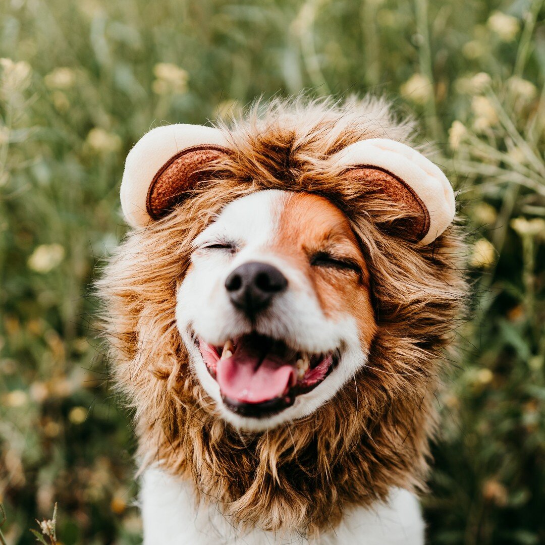 Stop! You will discover the cutest lion on the planet!

Follow @arcapetlove for daily dose of p-awwww and laughs
:
:
:
:
:
#halloweeniscoming #petshoutouts #fourlegs #halloweenspirit #pawpals #halloweeneveryday #dogsmakemesmile #cutedoggies ##hallowe