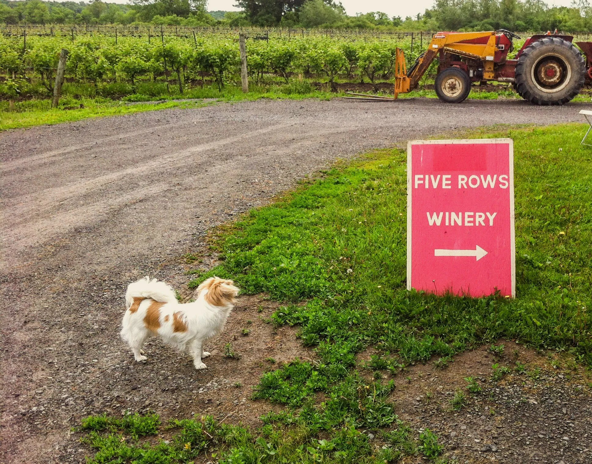 Five Rows Craft Wine